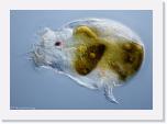 Asplanchnopus multiceps * Het raderdiertje Asplanchnopus multiceps.
 * 640 x 452 * (80KB)